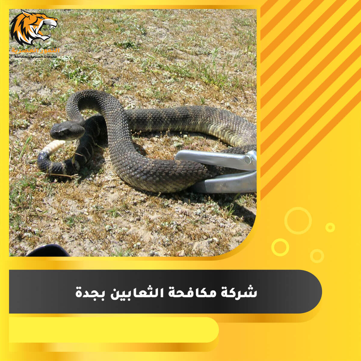Read more about the article شركة مكافحة الثعابين بجدة